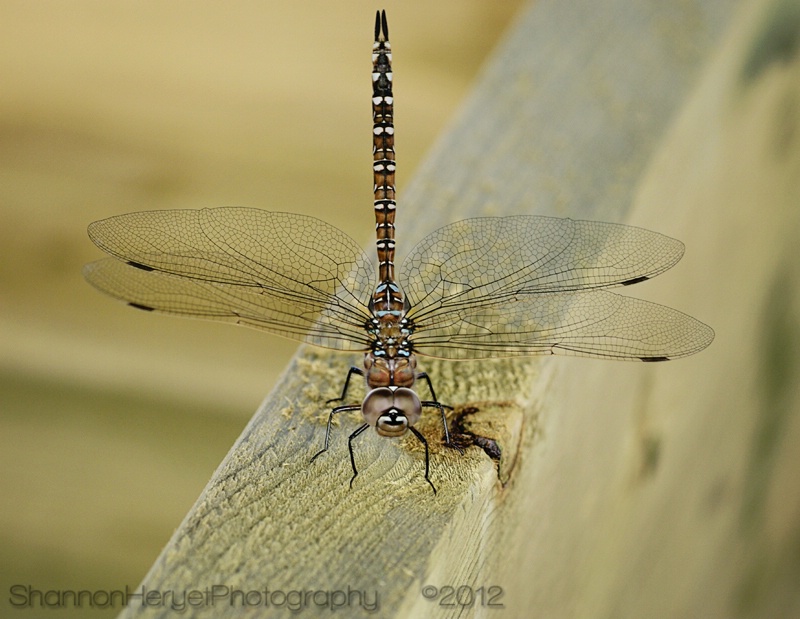 Dragonfly