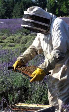 Making Honey