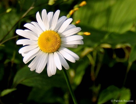 The Modest Daisy