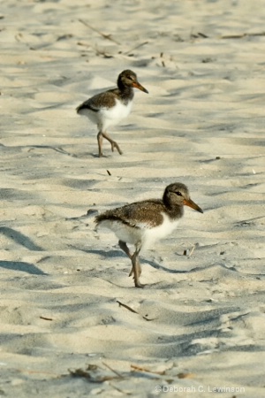 Oystercatcher Chicks