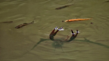 In one isolated section of the pond...