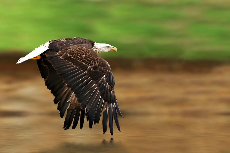 The American Bald Eagle