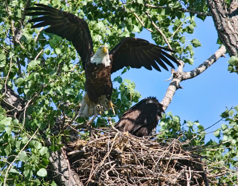 Leaving the nest