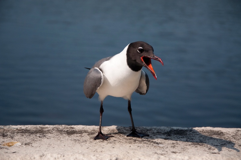 Squawking Gull