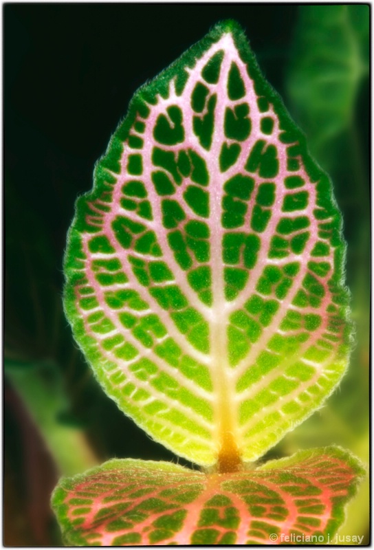 "Coleus Flower"