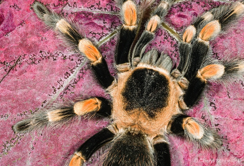 Red Knee Tarantula