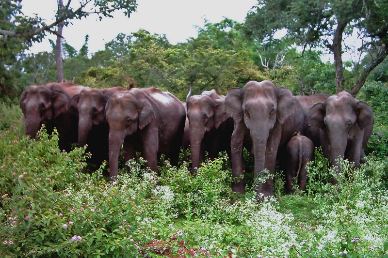 Elephant Family