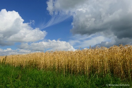 The catcher in the rye