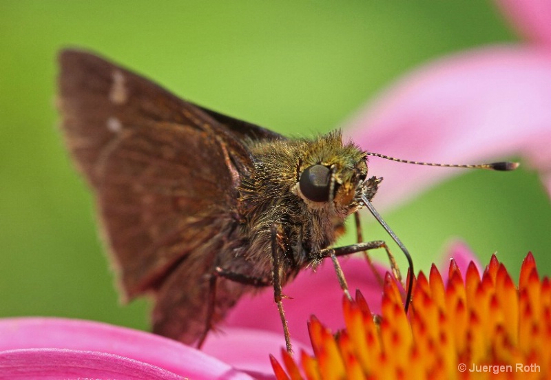 Skipper Moth