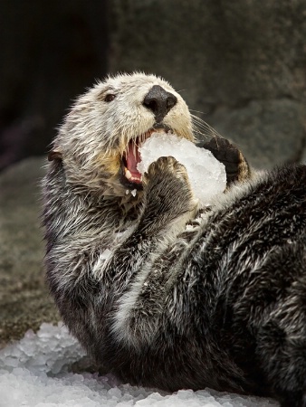 Enjoying an Ice Ball