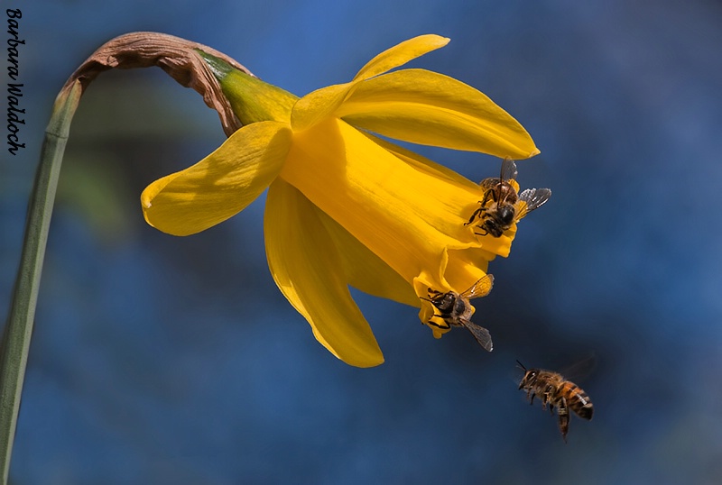 Popular daffodils