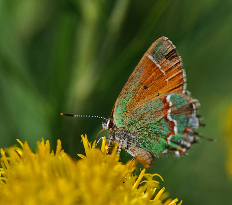 Juniper  Hairstreak  Butterfly