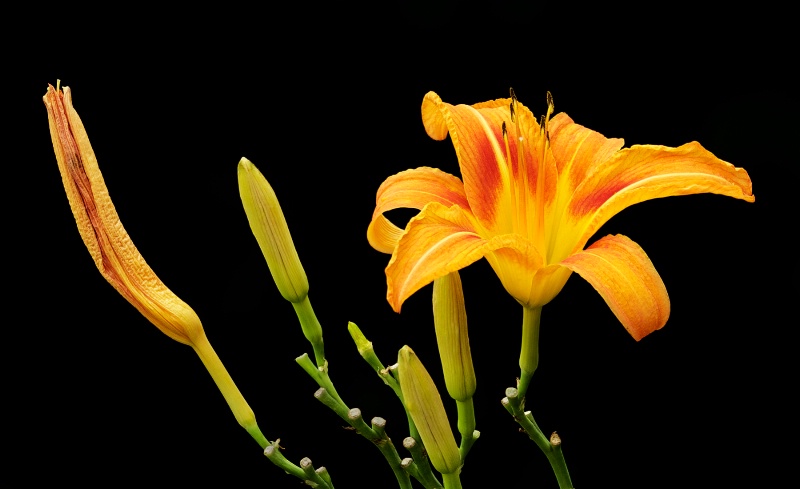 Daylily