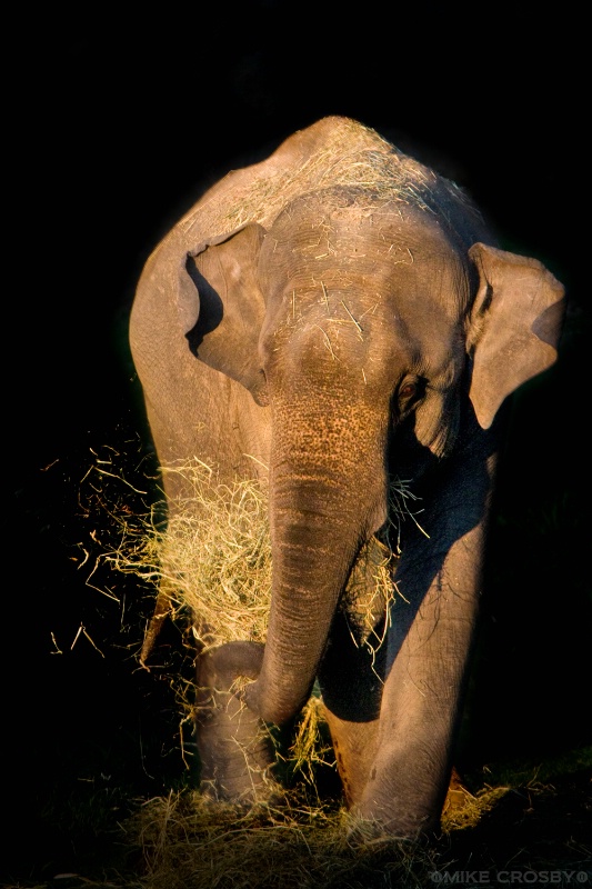 Asian Elephant