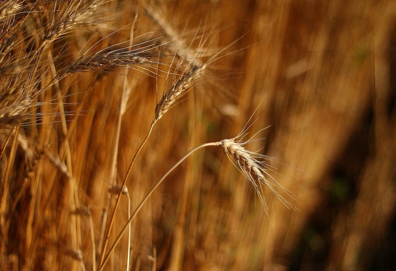 The Golden Harvest