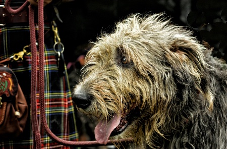 Seamus the Irish Wolfhound