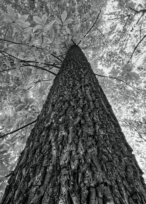 Up-tree B&W