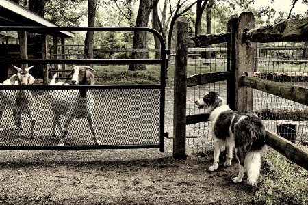 Getting her GOATS!