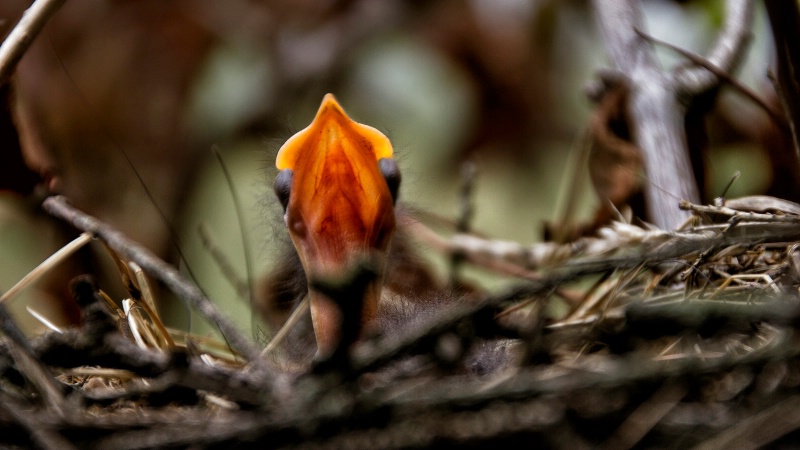 Newborn Robin