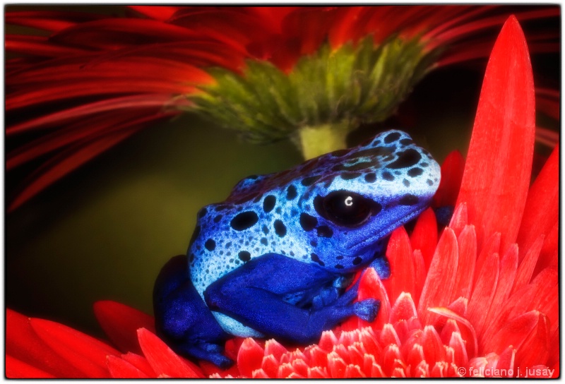 Blue Dart Frog