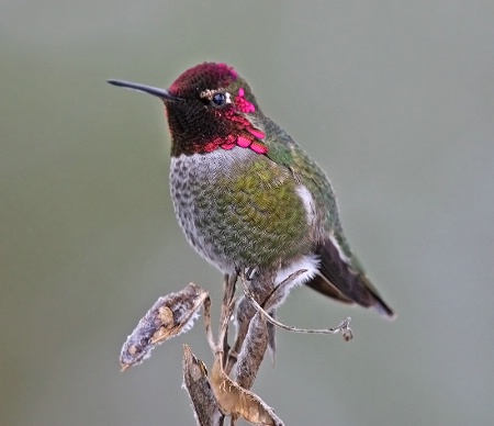 Anna's Hummingbird