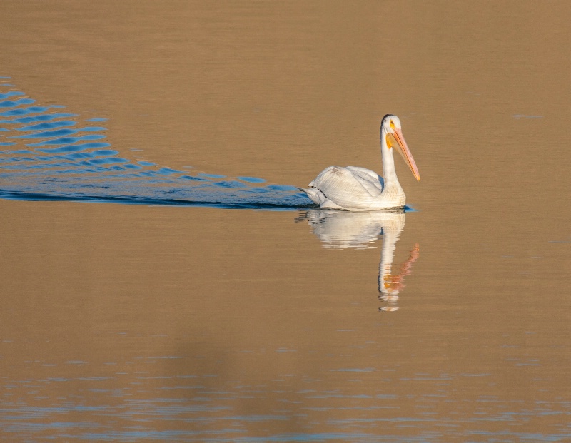 pelican