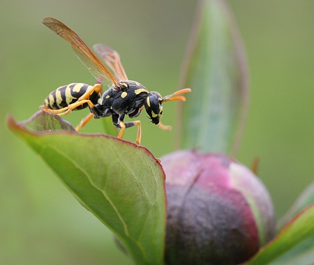 Wasp on a Peony Bud