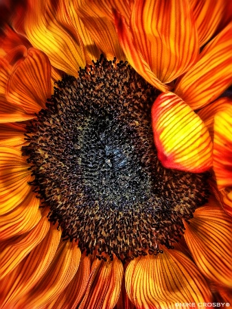 Sunflower in Summer's Heat