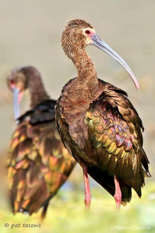 Ibis & my shadow