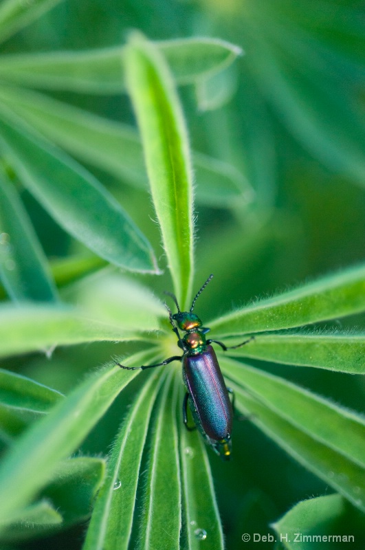 Beetle Beauty among the Lupine