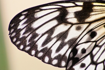 Butterfly Wing