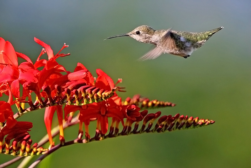 Anna's Hummingbird Approaching Crocosmia