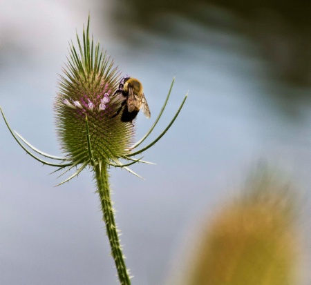 Bee "Teaseling"