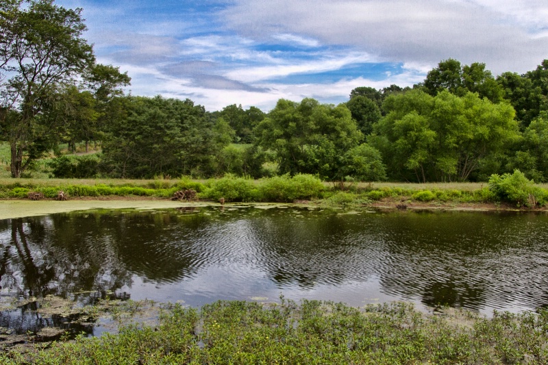 The Pond