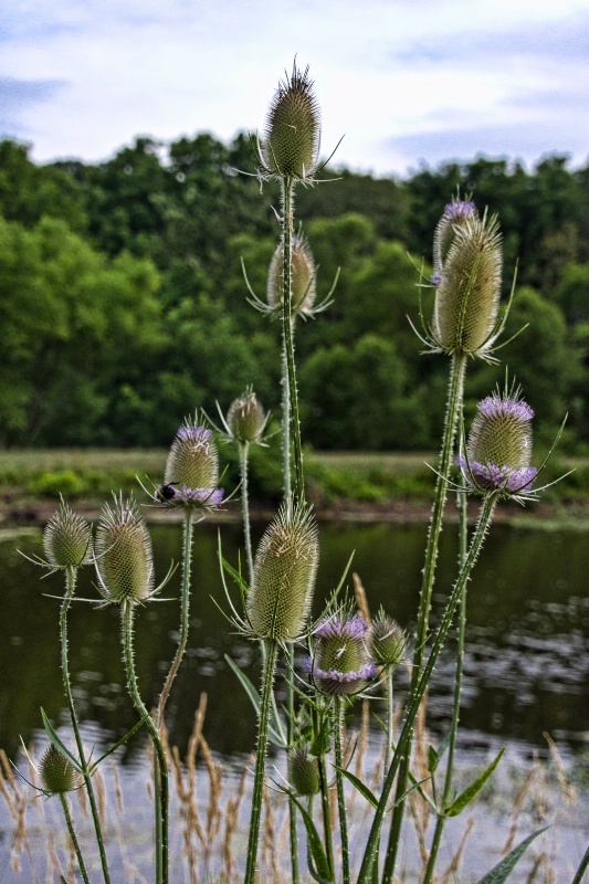 A CROWD of Teasels