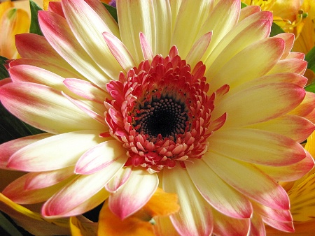 Gerbera Daisy