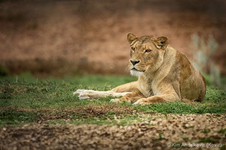 Lioness