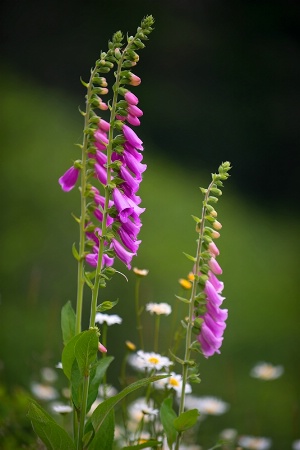 Foxgloves