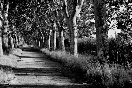 Plane Trees 4478bw