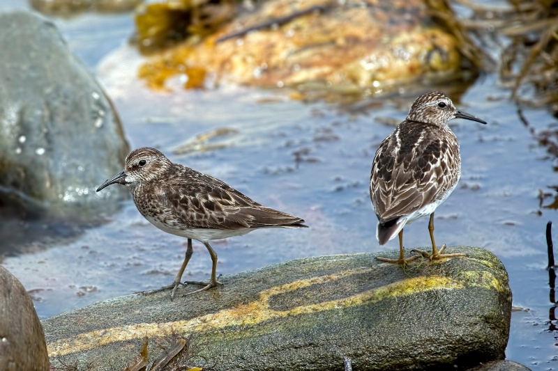 Sandpipers