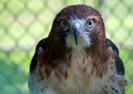 Red-Tailed Hawk