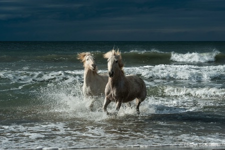 Camargue Horses 1215