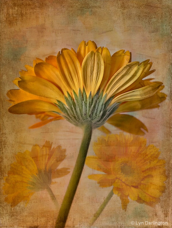 Yellow Gerberas.