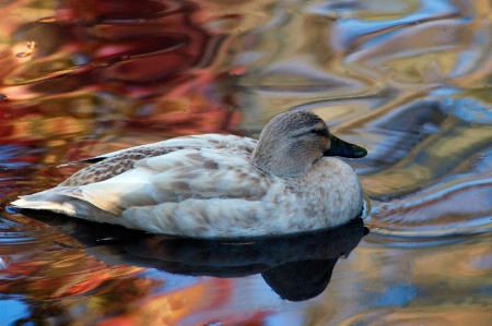 Autumn Duck