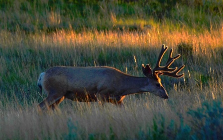 Golden  Antlers