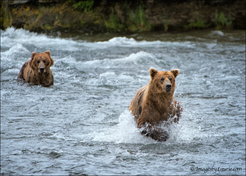 Bear Run