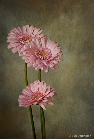 Pink Gerberas!