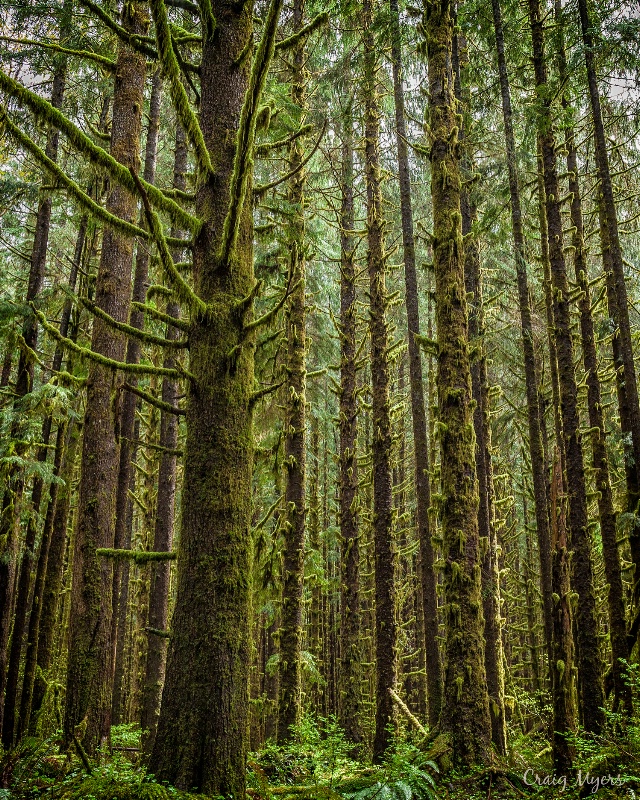 Hoh Rainforest - Olympic NP