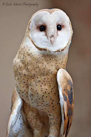 Beautiful Barn Owl