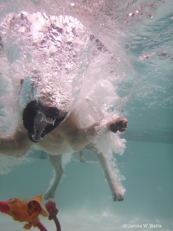 Marley after toy in pool...